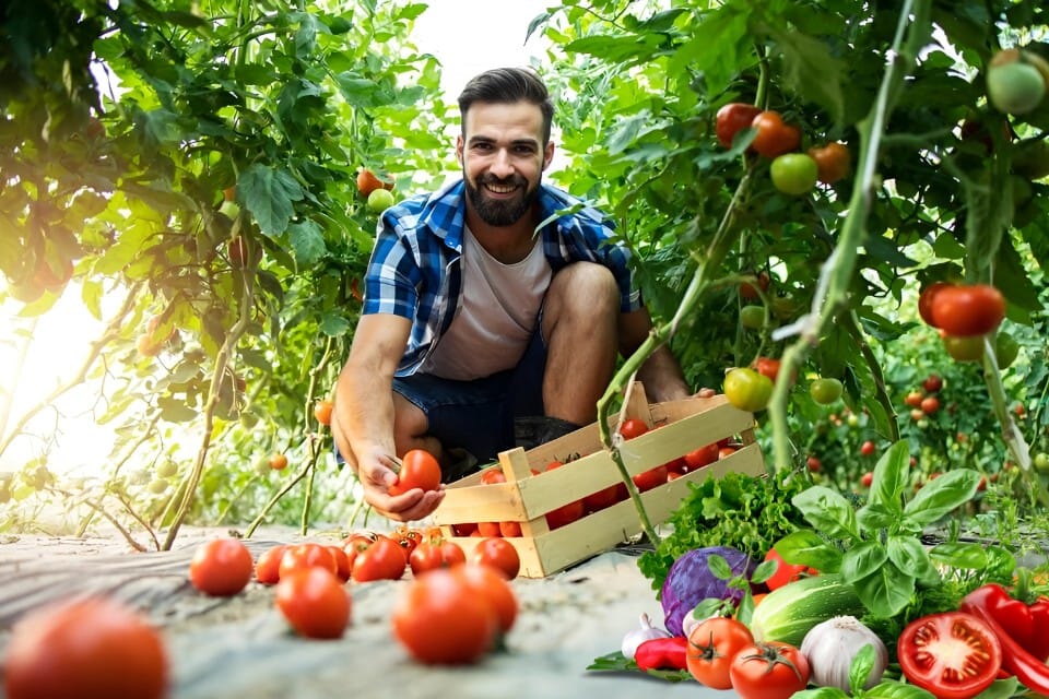 Best Vegetable, Fruit Supplier in India - Yadnya Group