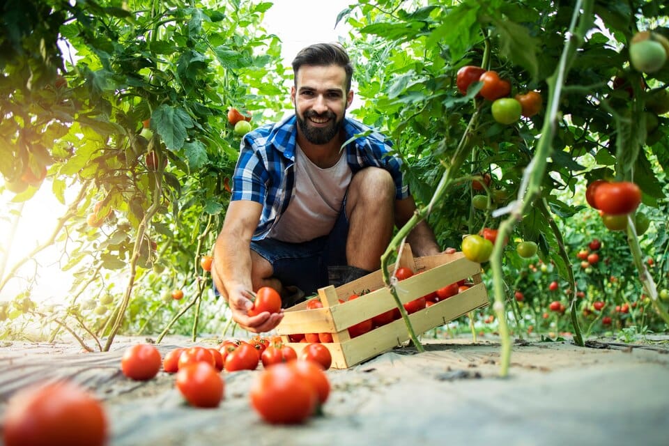 Best Vegetable, Fruit Supplier in Mumbai - Yadnya Group